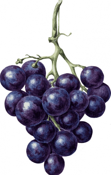 Советы, как правильно привязать виноград к шпалере