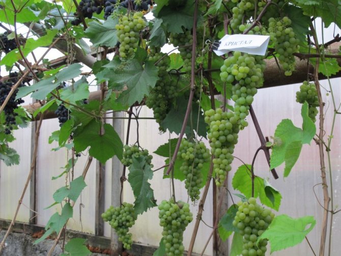 Советы, как правильно привязать виноград к шпалере