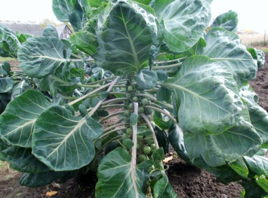 Рекомендации по выращиванию и уходу за брюссельской капустой