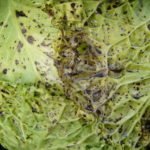 Рекомендации по выращиванию и уходу за брюссельской капустой