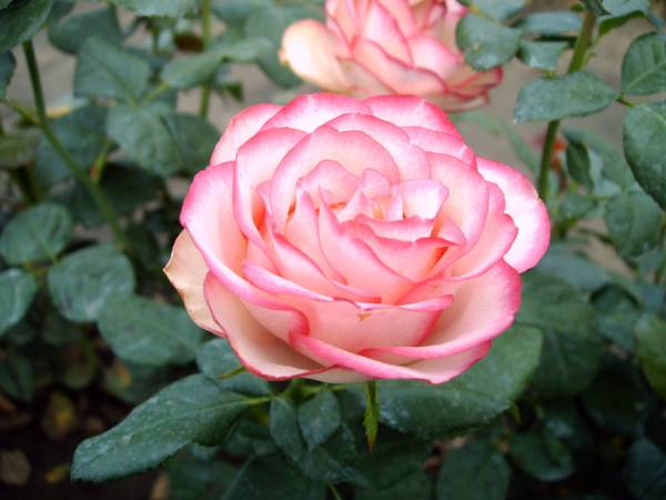 Флорибунда роза Карусель (Carousel): описание и фото, отзывы.