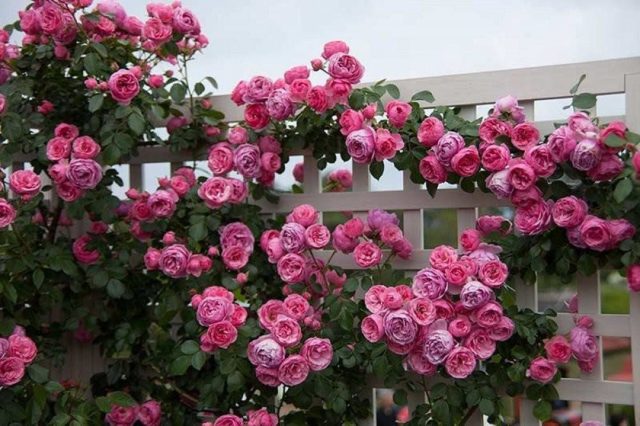 Роза флорибунда Помпонелла (Pomponella): описание и фото, отзывы