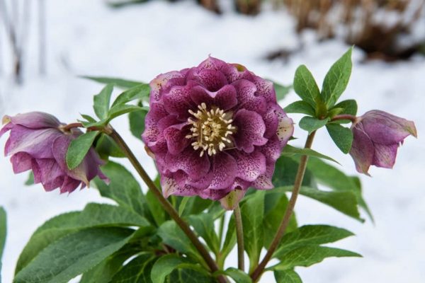 Цветущие «розы» зимой: как удачно использовать морозник в ландшафтном дизайне