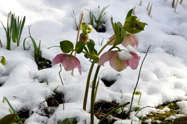 Цветущие «розы» зимой: как удачно использовать морозник в ландшафтном дизайне
