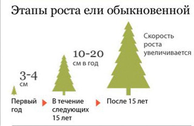 Как быстро и сколько сантиметров растет деревце за год