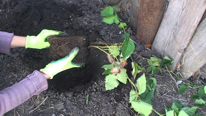 Черная атласная садовая ежевика - легкий и простой рекордный урожай