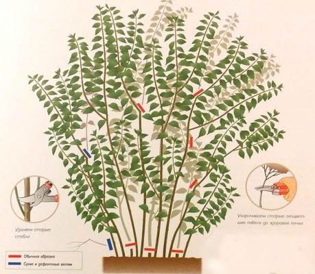 Садовый жасмин: правила посадки и выращивания