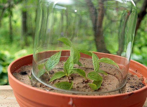 Садовый жасмин: правила посадки и выращивания