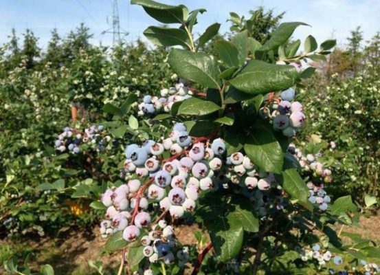 Самые урожайные сорта садовой голубики, выращиваемые в России, Беларуси и Украине