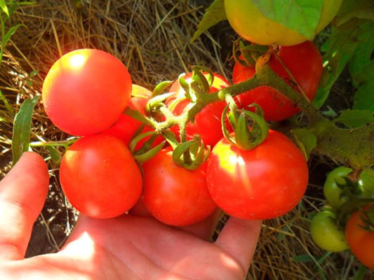 Санька: популярный сорт ранних помидоров