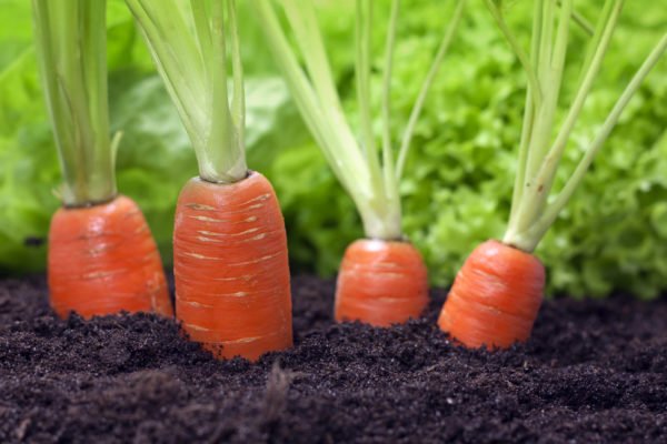 Посадка моркови: как обойтись без прореживания