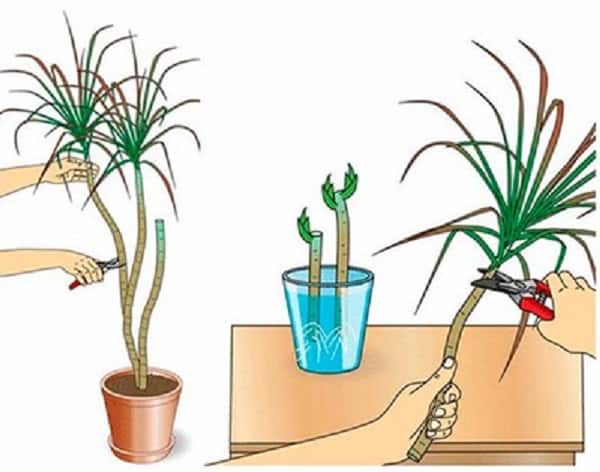 Секреты разведения драцены в домашних условиях. Какими способами размножить растение и как это делать?