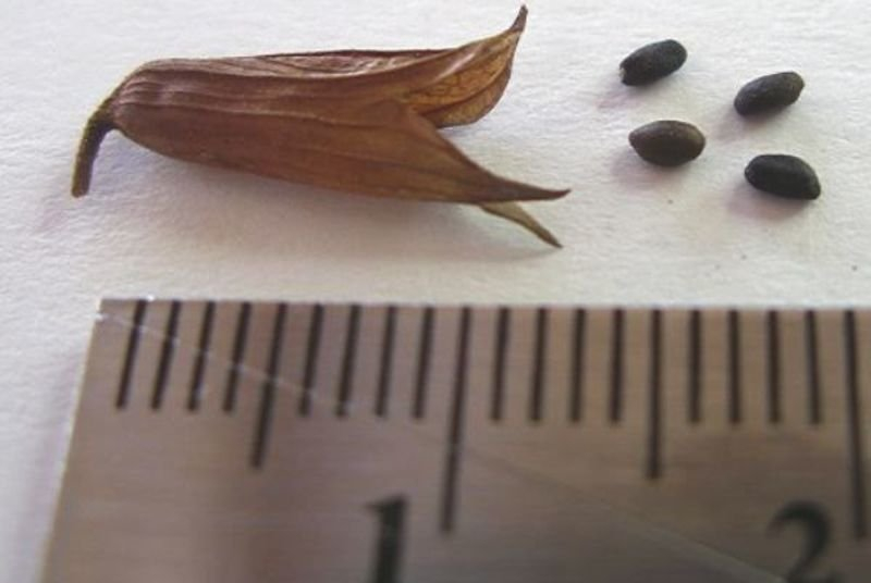 Секреты выращивания шалфея из семян: как получить здоровую рассаду