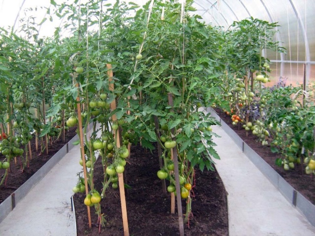 Секреты выращивания томатов в теплице из поликарбоната