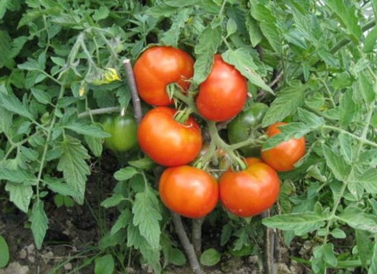Раннеспелый сибирский - ранний холодостойкий сорт томатов