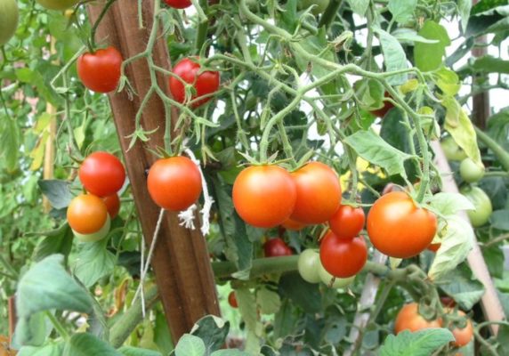 Раннеспелый сибирский - ранний холодостойкий сорт томатов