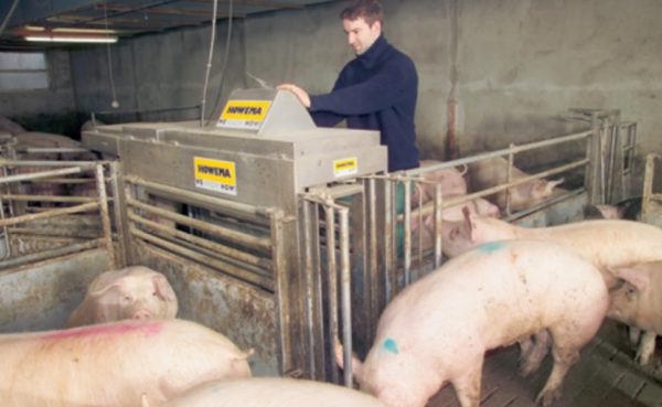 Сколько весит свинья: как правильно измерить вес в домашних условиях