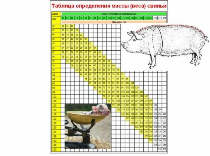 Сколько весит свинья: как правильно измерить вес в домашних условиях