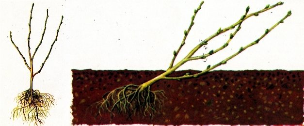 Смородина красная ранняя: все о сорте, характеристиках посадки и выращивания