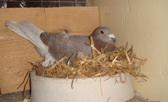Содержание голубей, уход и разведение в домашних условиях для новичков