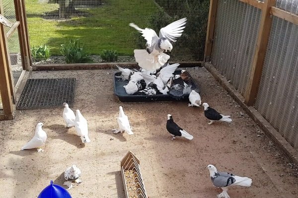 Содержание голубей, уход и разведение в домашних условиях для новичков
