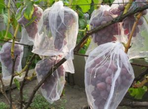 София - виноградная красавица из Украины. История выращивания, возможные проблемы и решения