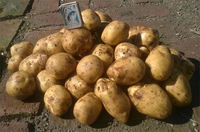 Сорта картофеля Адретта - описание, отзывы садоводов, фото