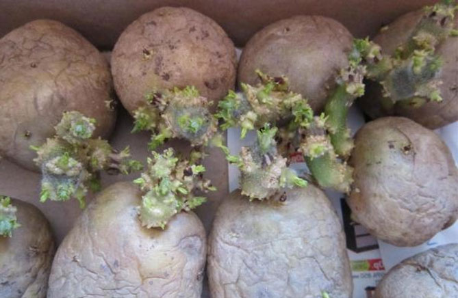 Сорта картофеля Адретта - описание, отзывы садоводов, фото
