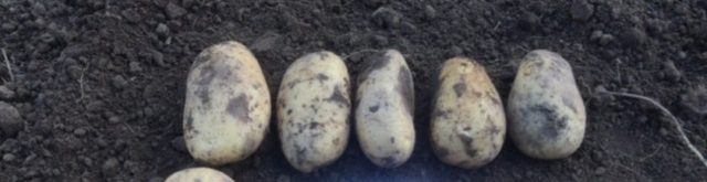 Сорта картофеля Джура (Jura Island, IsleOfJura): отзывы, характеристика, агротехника выращивания