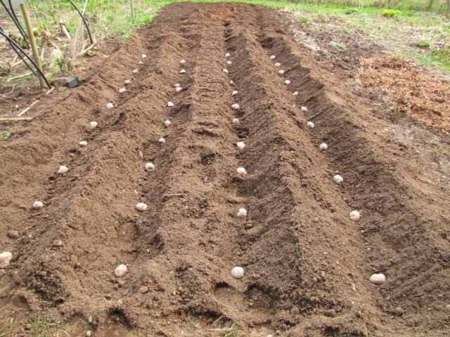 Сорта картофеля Джура (Jura Island, IsleOfJura): отзывы, характеристика, агротехника выращивания