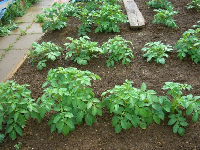 Сорта картофеля Кумач: характеристика, отзывы, урожайность