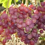 Виноград Ливия: характеристика, растения и особенности ухода