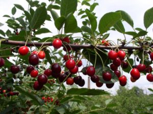 Сорта черешни для Ленинградской области