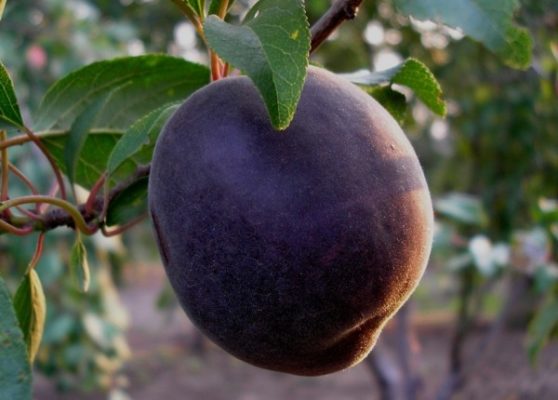 Сорта и агротехника черного абрикоса