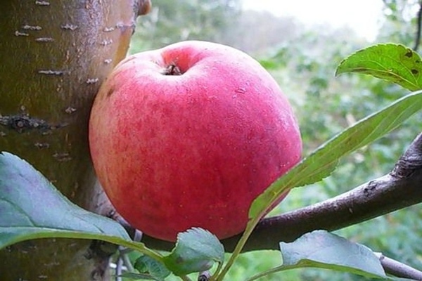 Сорта яблок для Подмосковья