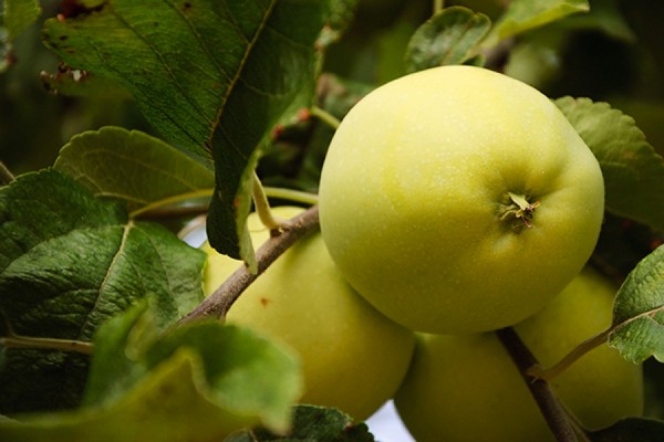Сорта яблок для Урала