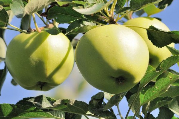 Сорта яблок для Урала