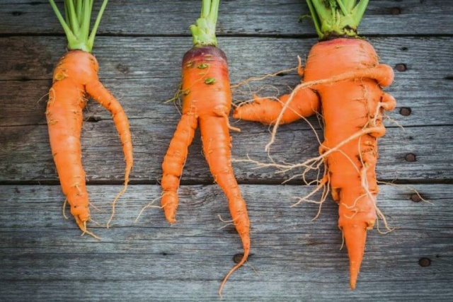 Сорт круглой моркови
