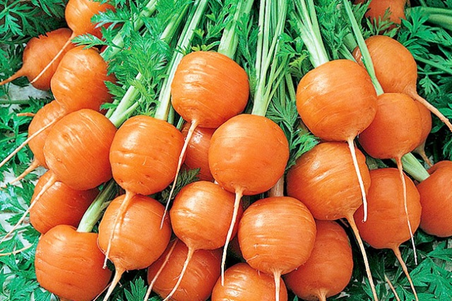 Сорт круглой моркови