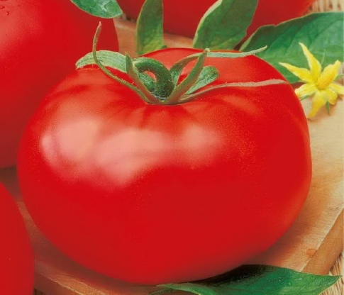 Сорта томатов для Ростовской области