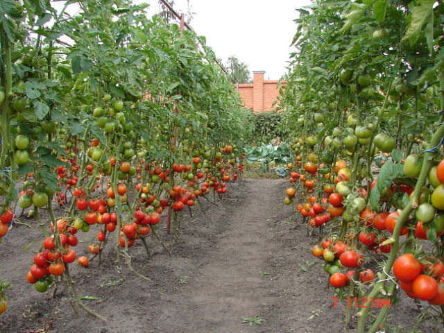 Сорта томатов для Ростовской области