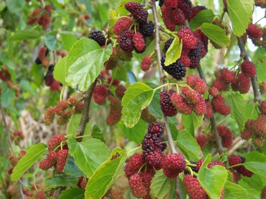 Сорта шелковицы с черными плодами: выращивание, уход, описание, характеристика и отзывы