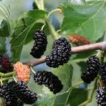 Сорта шелковицы с черными плодами: выращивание, уход, описание, характеристика и отзывы