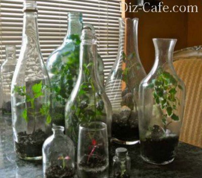 Создание сада в бутылке: мастер-класс по устройству флорариума