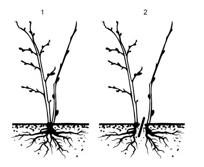 Способы размножения кустарника барбариса в зависимости от сезона