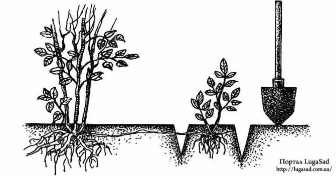 Способы размножения кустарника барбариса в зависимости от сезона