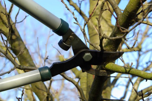 Технология обрезки вишни осенью: схемы и инструкция для начинающих