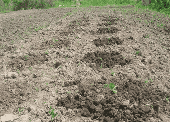 Технология выращивания арбузов в открытом грунте, выбор почвы, обучение и уход