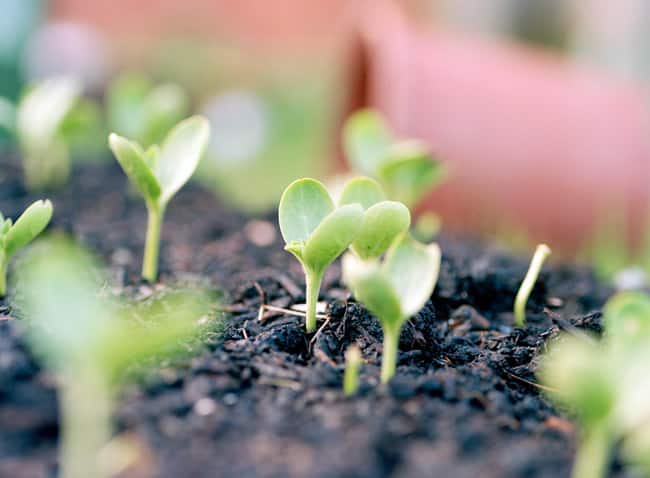 Технология выращивания арбузов в открытом грунте, выбор почвы, обучение и уход
