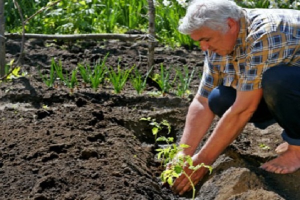 Технология выращивания и выращивания чечевицы: как и где растет, урожайность